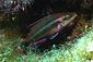 Cuckoo Wrasse